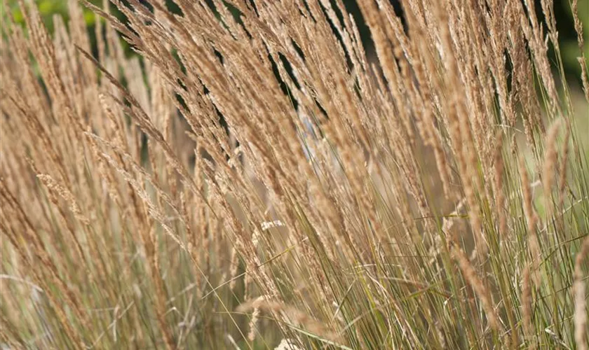 Garten-Reitgras