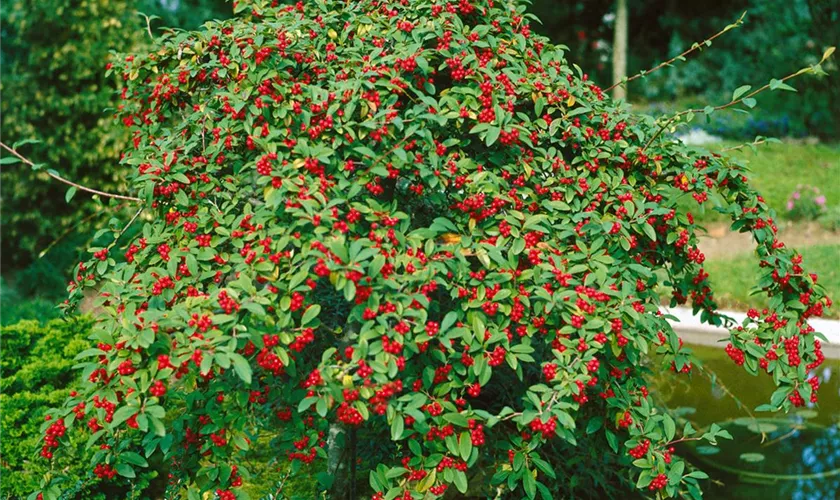 Hängemispel 'Pendulus'