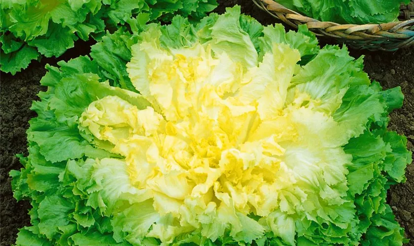 Endivie 'Eminence'