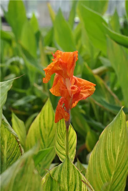 Indisches Blumenrohr 'Pretoria' Pflanze, Pflege & Tipps  Floragard