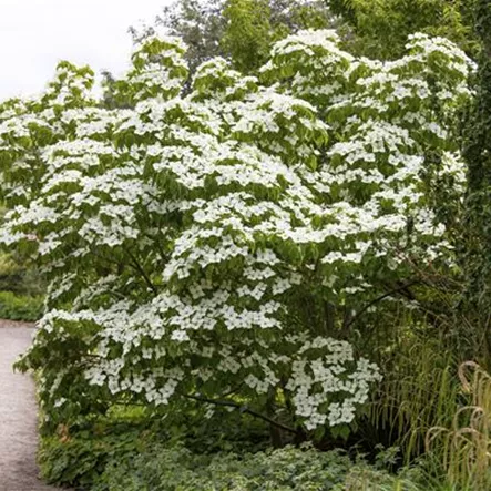 Cornus kousa 'Selektion Kordes'®