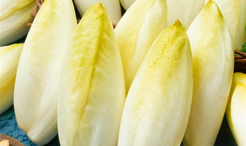 Chicoree 'Brüsseler Witloof'