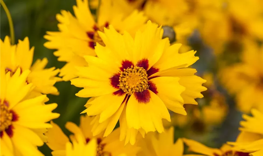 Coreopsis grandiflora 'Heliot'