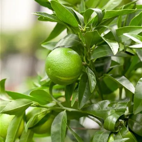 Citrus x aurantium