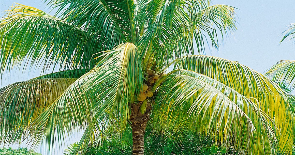 Cocospalme Pflanze, Pflege & Tipps  Floragard