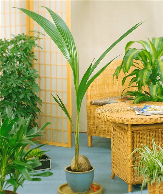 zimmerpflanzen topf Lily Blumentopf – Design Pflanzentopf mit Untersetzer im modernen Stil