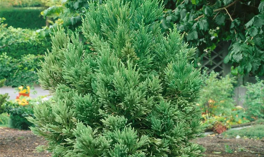 Japanische Sicheltanne 'Spiralis'