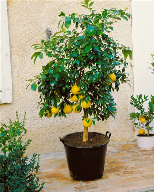 Citrus, Stamm Pflanze, Pflege & Tipps  Floragard
