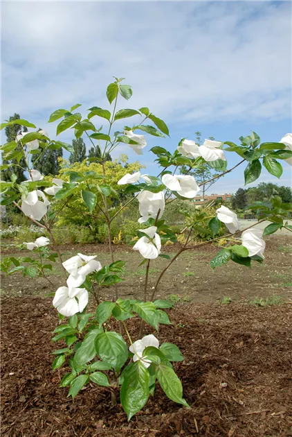 Cornus kousa 'Venus', Stamm Pflanze, Pflege & Tipps  Floragard