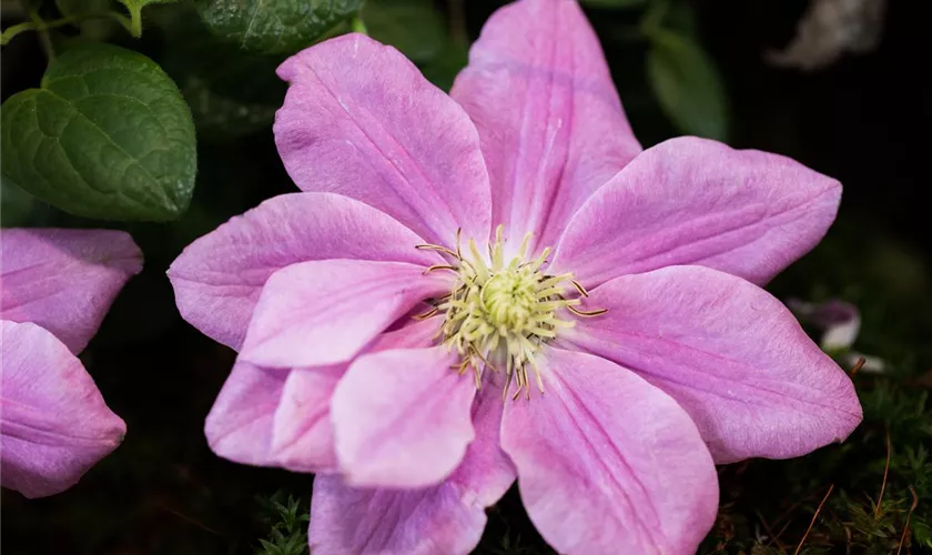 Waldrebe 'Hanaguruma'