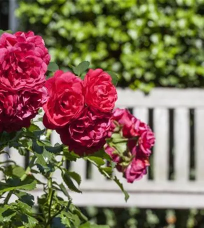 Gartenräume optimal gestalten
