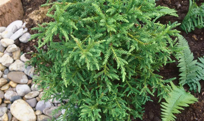 Sicheltanne 'Compressa'