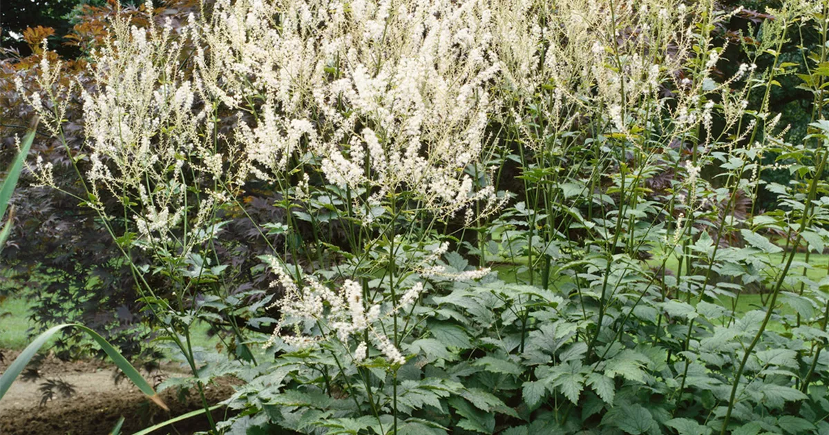 Cimicifuga dahurica 'Zappenduster' Pflanze, Pflege & Tipps ▷ Floragard Cimicifuga dahurica 'Zappenduster' Pflanze, Pflege & Tipps ▷ Floragard