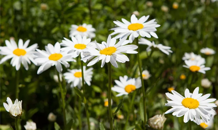 Gefülltblühende Garten-Scheinkamille 'Plenum'