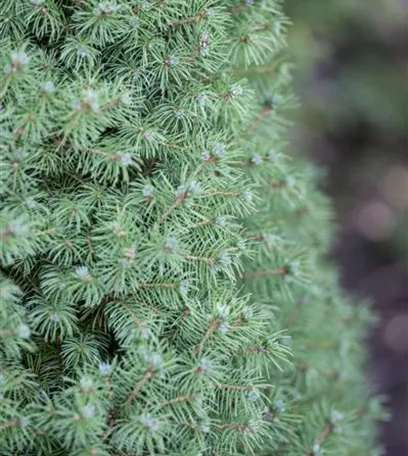 Gartenräume optimal gestalten