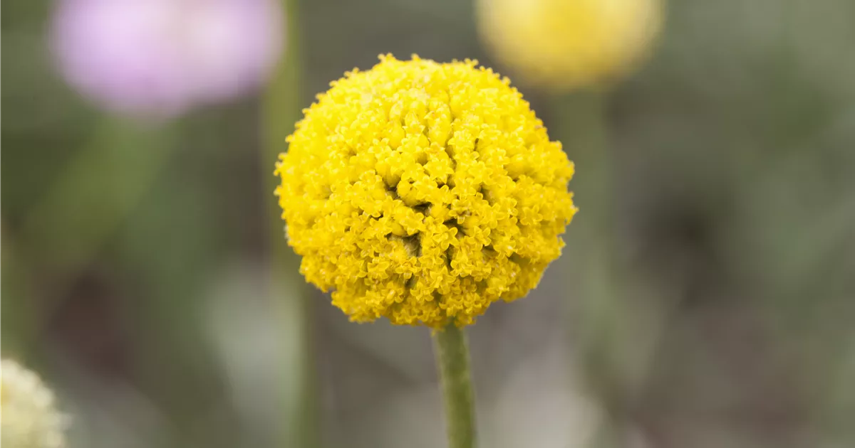 Craspedia globosa Pflanze, Pflege & Tipps ▷ Floragard
