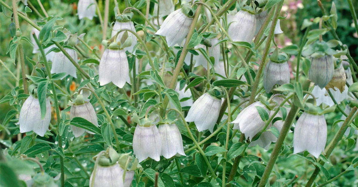 Codonopsis ovata Pflanze, Pflege & Tipps Floragard