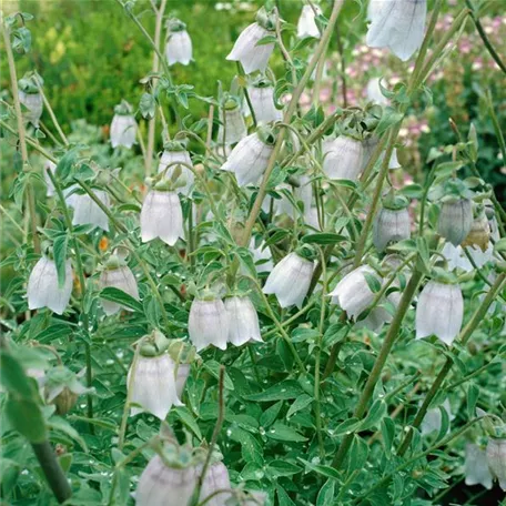 Codonopsis ovata