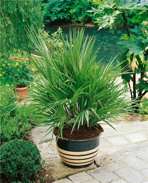 Chamaerops humilis 'Compacta' Pflanze, Pflege & Tipps  Floragard