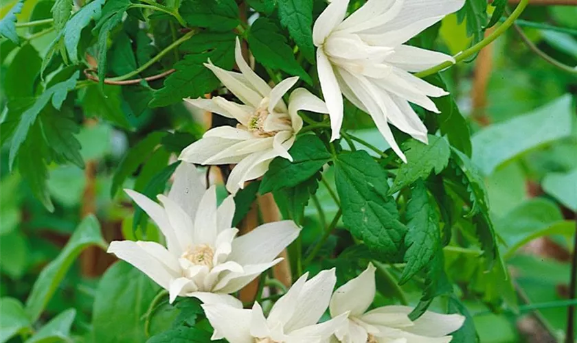 Alpen-Waldrebe 'Pink Princess'