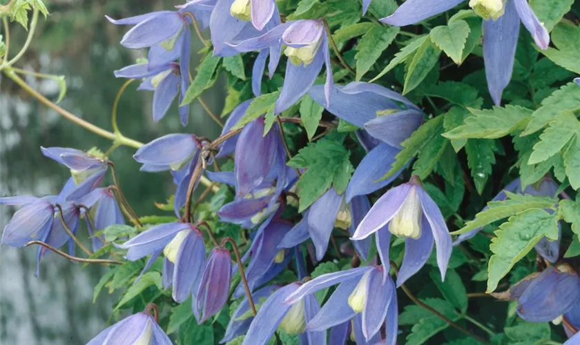 Alpen-Waldrebe 'Prairie River'