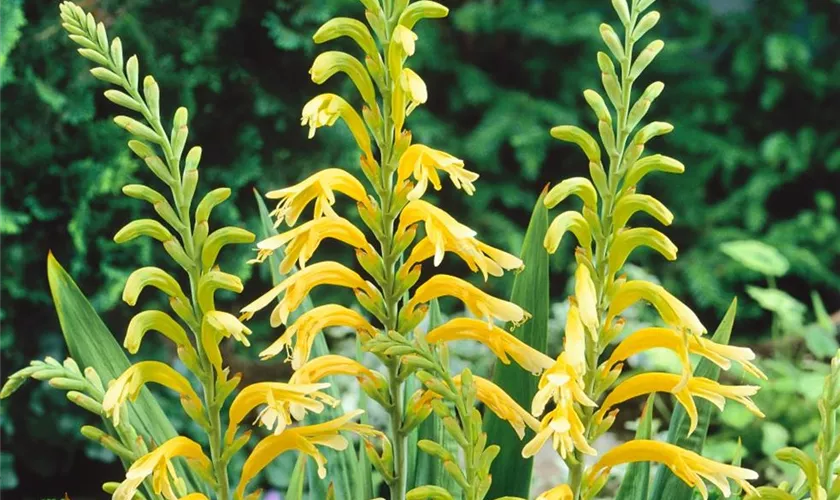 Chasmanthe floribunda 'Golden Wave'