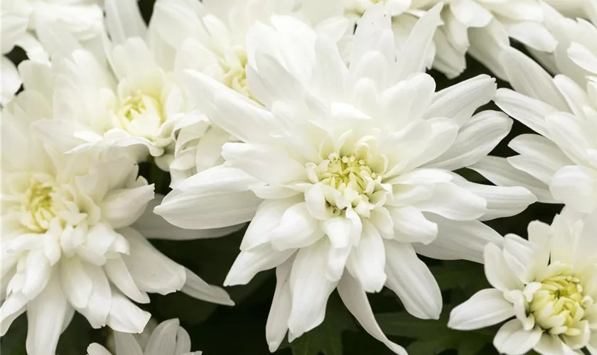 Chrysanthemum indicum 'Chrystal'