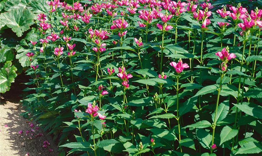 Miesmäulchen 'Pink Turtle'