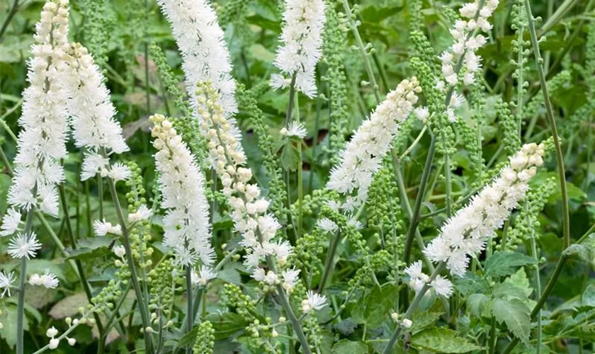 Garten-Oktober-Silberkerze 'White Pearl'