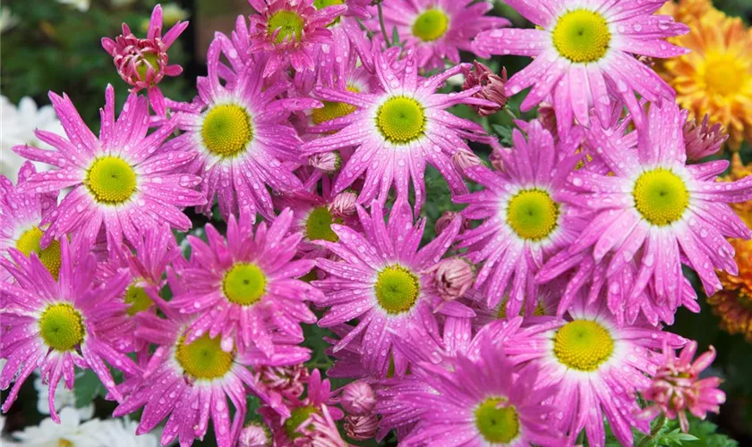 Chrysanthemum indicum 'Elle Fleur'