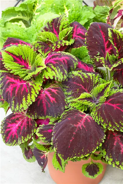 Coleus blumei 'Kong Red' Pflanze, Pflege & Tipps  Floragard