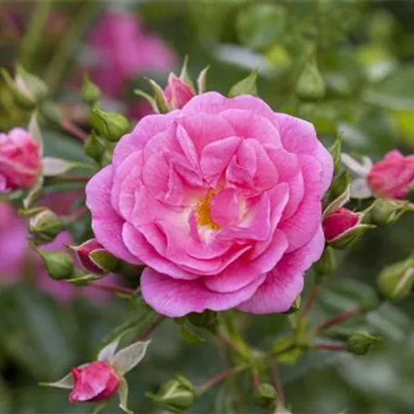 Historische Rosen
