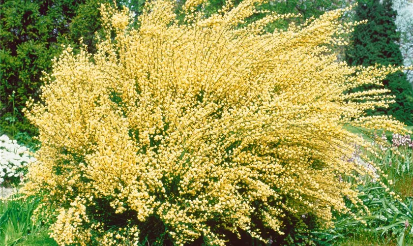 Cytisus x praecox 'Albus'
