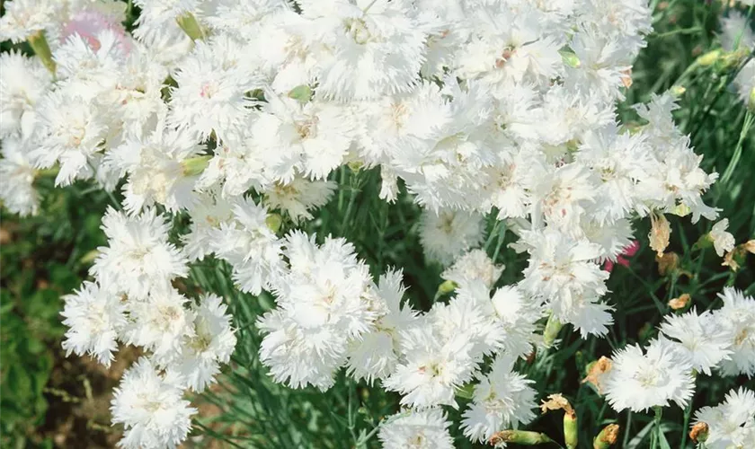 Dianthus plumarius 'Artis'