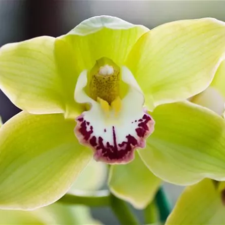 Cymbidie 'Dollys Sleeping' Cymbidie 'Dollys Sleeping'