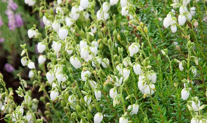 Daboecia cantabrica 'Alberta White'