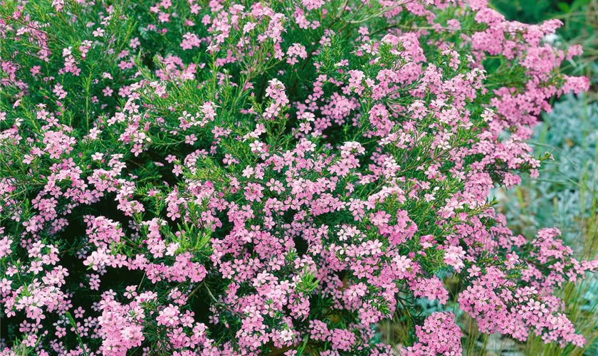 Götterduft 'Pink Fountain'
