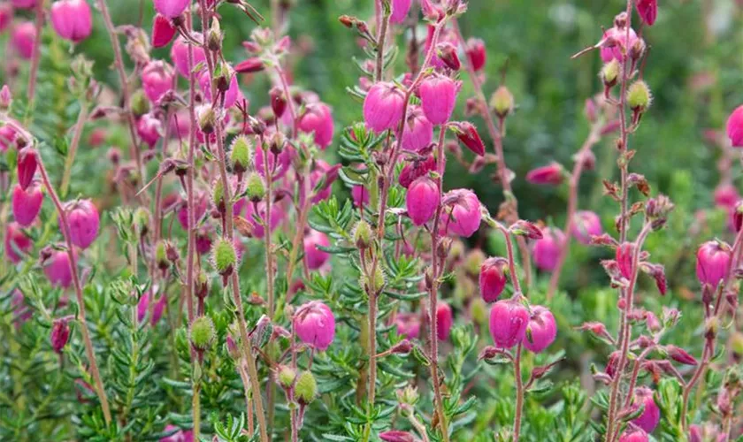 Daboecia cantabrica 'Jack Drake'