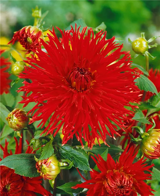 Dahlia Hirschgeweih Pflanze, Pflege & Tipps  Floragard