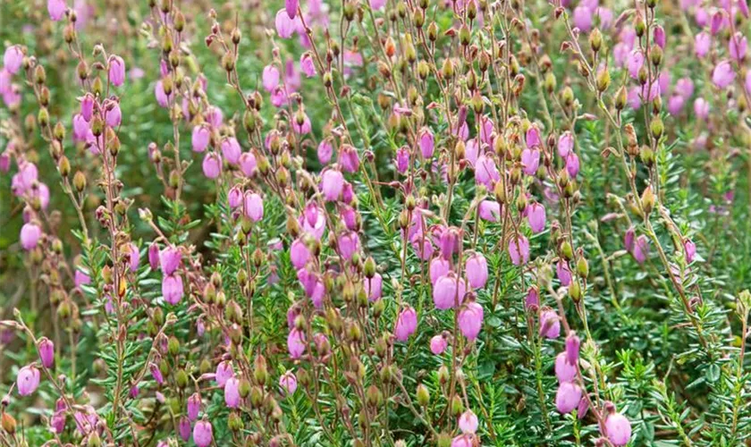 Irische Heide 'Violetta'
