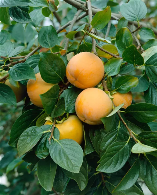 Kaki Baum 'Ragno' Halbstamm - Diospyros Kaki 160-180cm Im Topf
