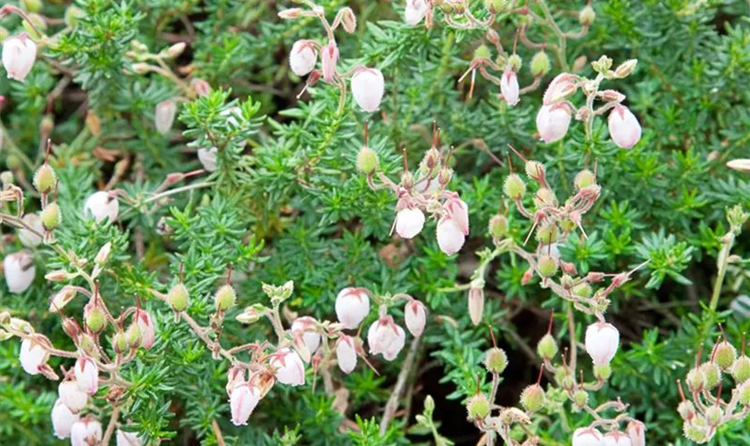 Daboecia cantabrica 'Creeping White'