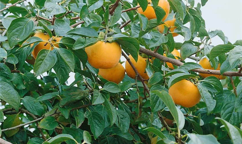 Kakibaum 'Vaniglia'