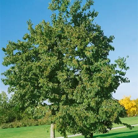 Amerikanische Persimone Amerikanische Persimone