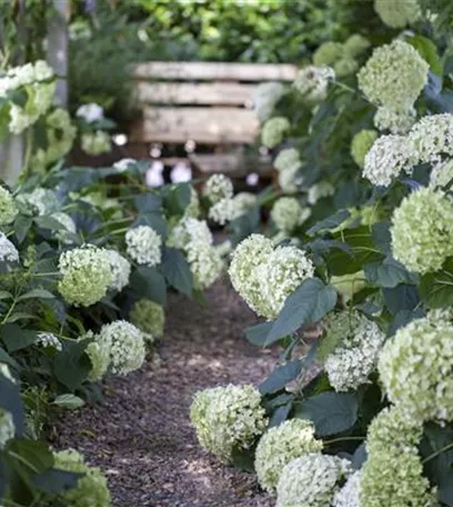 Schattengarten – Tipps zur Gestaltung