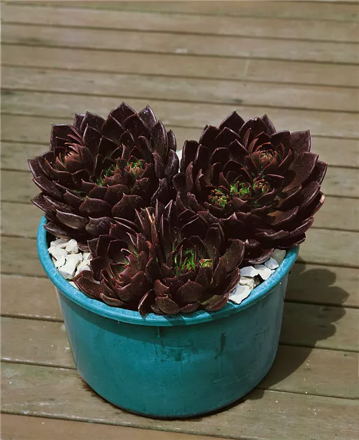saatgut nordost regionales Wildpflanzen Saatgut fr den Garten (10qm)   keep it grn