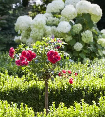 Schattengarten – Tipps zur Gestaltung