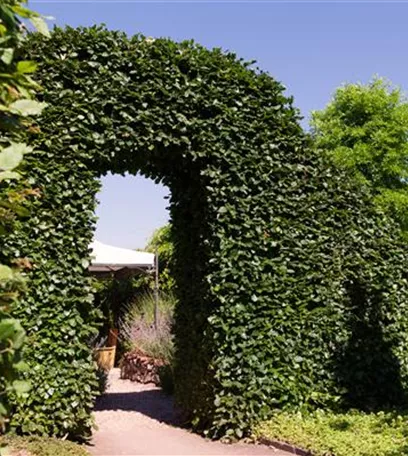 Sie sind bewegend! Wege, die durch den Garten führen.