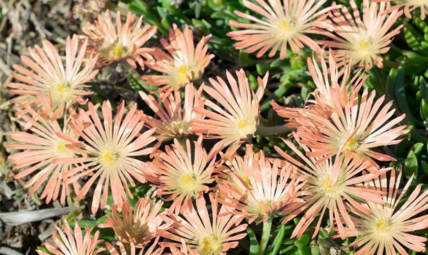 Garten-Mittagsblume 'Peach Star'