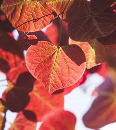 Igelheim, Dünger und Co.: überschüssiges Laub sinnvoll einsetzen Igelheim, Dünger und Co.: überschüssiges Laub sinnvoll einsetzen